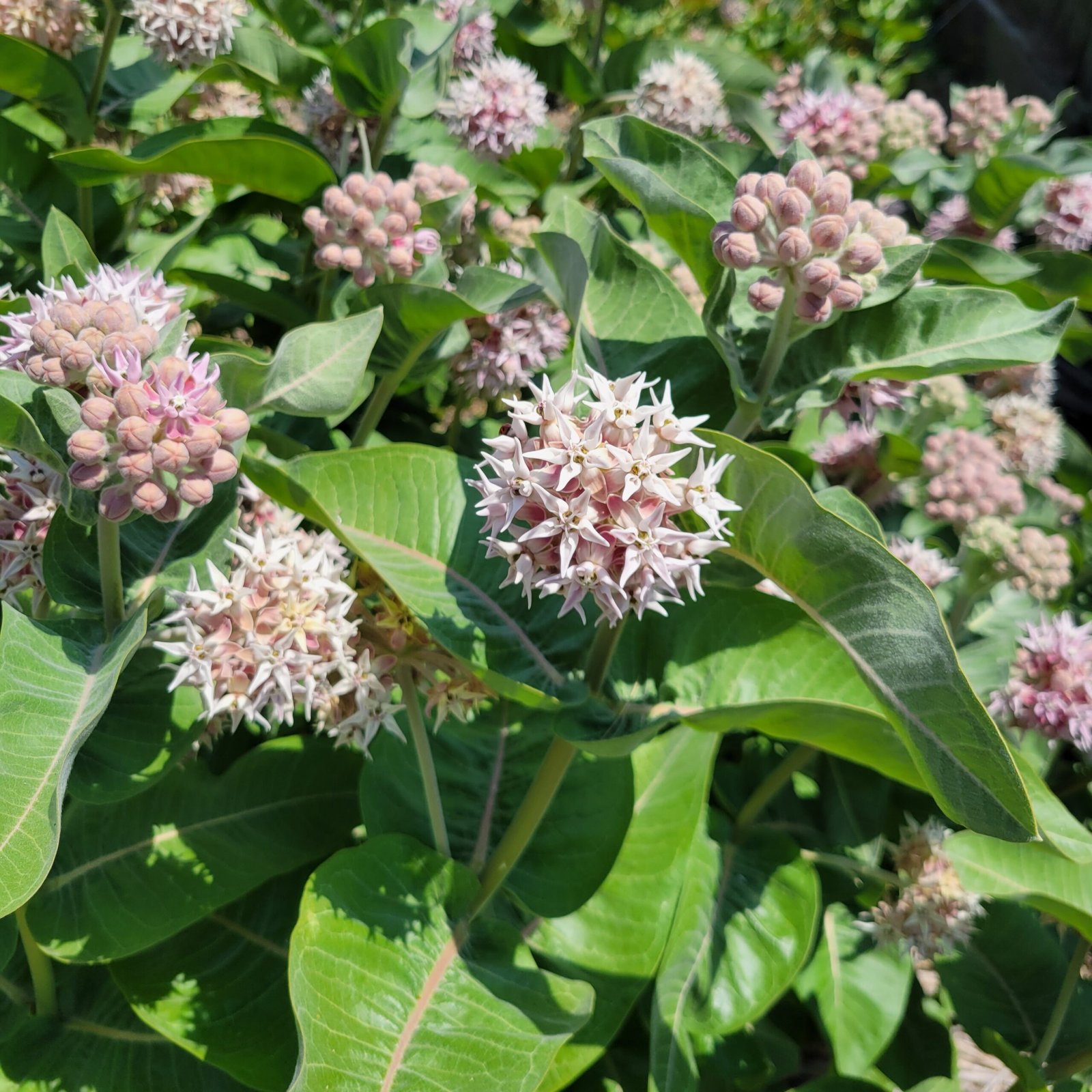 Seed Packet Showy Milkweed Asclepias Speciosa